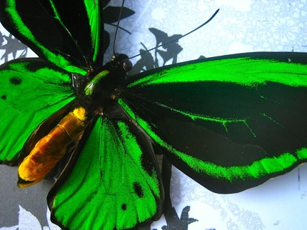 insect art butterfly frame