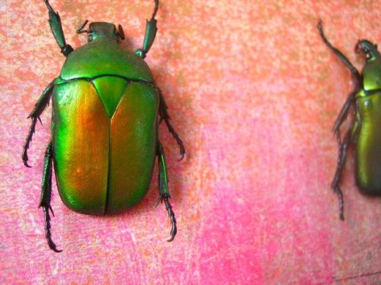 bettle artwork insects art