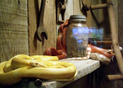 snakes in the shed snakes in the shed