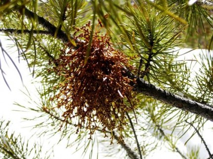 pine tree